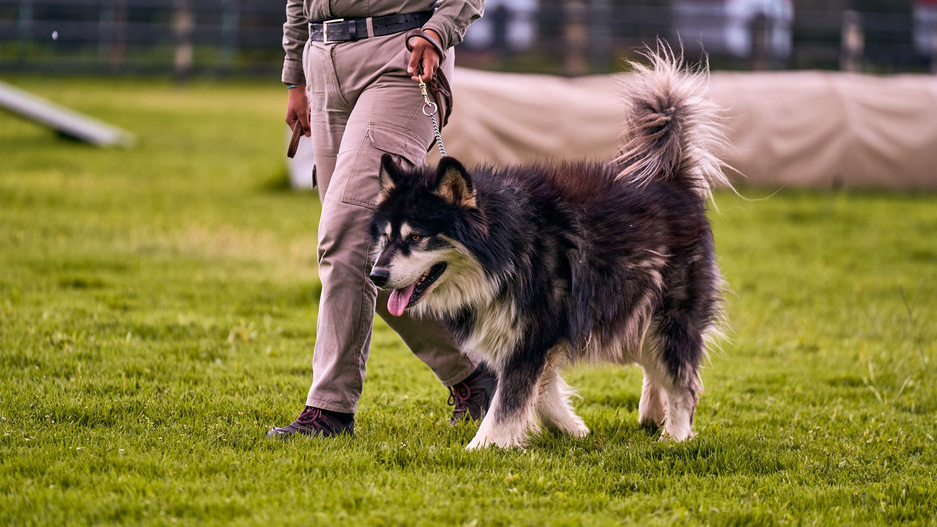 Crate training basics for a calm, confident dog